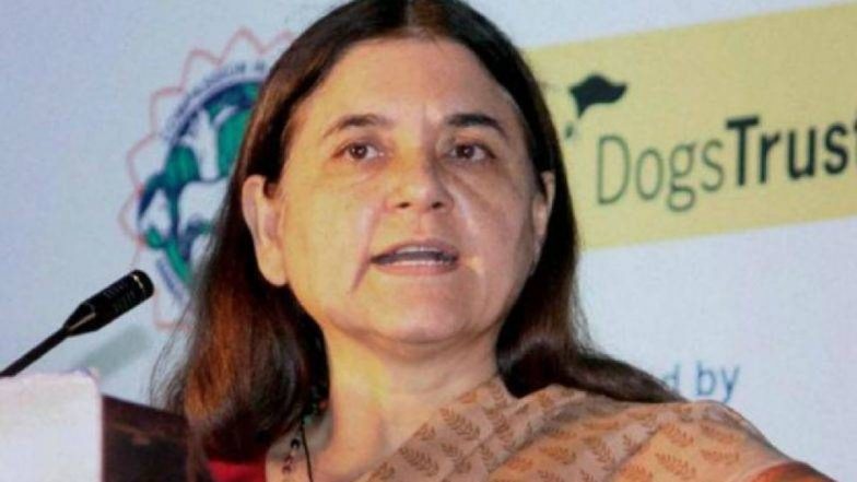 Maneka Gandhi On  Donkey's Milk & Women's Beauty: गाढविनीच्या दुधापासून बनवलेला साबण वाढवतो महिलांचे सौंदर्य- मनेका गांधी (Watch Video)