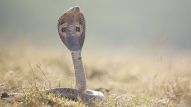 Snake Viral Video: मलेशियाहून चेन्नईला आलेल्या महिलेच्या बॅगेत आढळले 22 जिवंत साप; विमानतळ अधिकारीही थक्क (Watch)