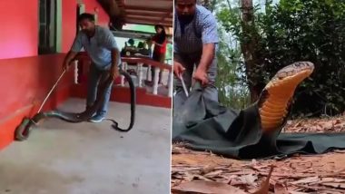Snake Viral Video: 15-फूट-लांब किंग कोब्राला सर्प मित्राने केलं रेस्क्यू; व्हिडिओ पाहून फुटेल तुम्हाला घाम, Watch