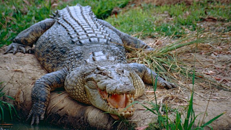 Crocodile Kills Football Player: कोस्टा रिकामध्ये फुटबॉल प्लेअरचा मगरीच्या हल्ल्यात मृत्यू
