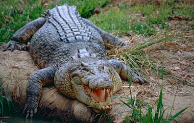 Crocodile Kills Football Player: कोस्टा रिकामध्ये फुटबॉल प्लेअरचा मगरीच्या हल्ल्यात मृत्यू