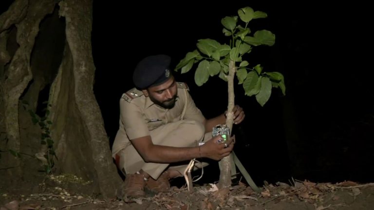 Leopard Census: गुजरातमध्ये आधुनिक उपकरणांचा वापर करून बिबट्याची गणना सुरू