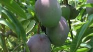 World’s Costliest Mango: ओडिशाचा शेतकरी बनला जगातील सर्वात महाग आंबा पिकवून श्रीमंत, किंमत ऐकून बसेल धक्का