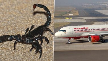 Scorpion Stings Passenger in Air India flight: नागपूरहून मुंबईला निघालेल्या एअर इंडियाच्या विमानात महिला प्रवाशाला चावला विंचू