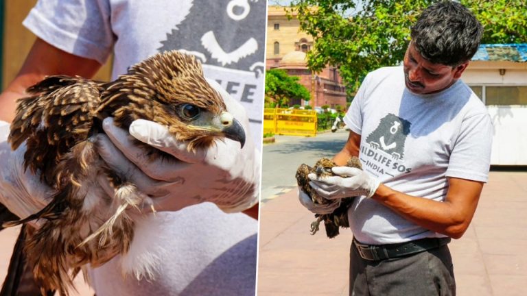 Black Kites Get Stuck in PM Narendra Modi's Office: दोन निर्जलित पक्षी पीएमओच्या आवारात कोसळले, बचाव पथकाने वाचवले प्राण, पहा फोटो