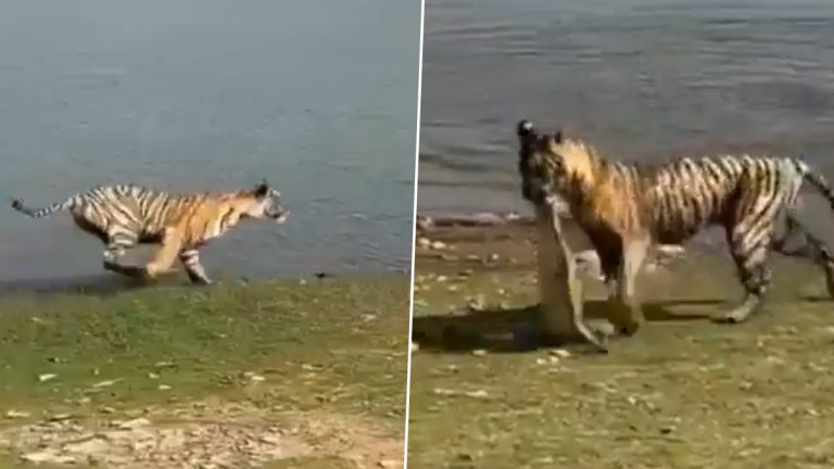 Tigress Hunts Turtle: पाण्यात झेप घेत वाघिणीने केली कासवाची शिकार, व्हिडिओ व्हायरल