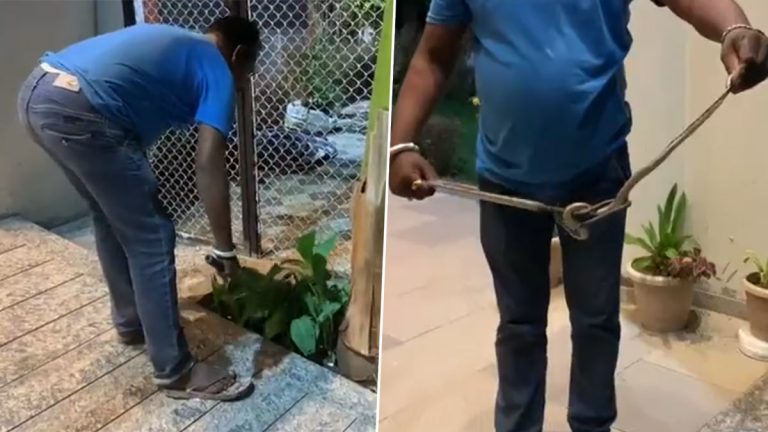 Poisonous Snake Found In Former Minister house: माजी मंत्री राजेंद्र शिंगणे यांच्या घरात आढळला विषारी साप