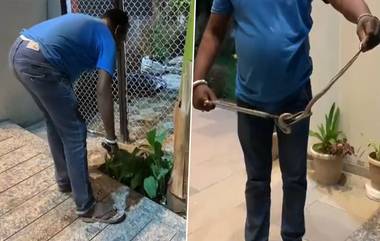 Poisonous Snake Found In Former Minister house: माजी मंत्री राजेंद्र शिंगणे यांच्या घरात आढळला विषारी साप