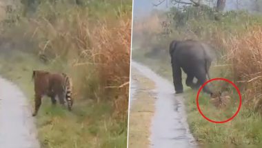Viral Video: हत्तीच्या कळपाला जाण्यासाठी वाघाने दिला मार्ग, व्हिडिओ व्हायरल (पहा व्हिडिओ)
