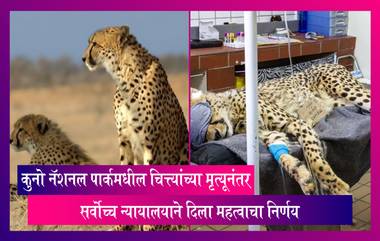 Cheetah Death: कुनो नॅशनल पार्कमधील चित्त्यांच्या मृत्यूनंतर सर्वोच्च न्यायालयाने इतर अभयारण्यात बंदोबस्त करण्याचा दिला सल्ला