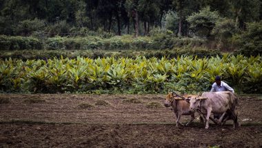 Maharashtra Farmers: राज्यात पाऊस, गारपीट यामुळे शेती आणि फळ पिकांचे नुकसान; शेतकऱ्यांना मिळणार 3 हेक्टरपर्यंत भरपाई