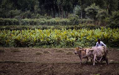 PM Kisan Yojana: प्रधानमंत्री किसान सन्मान निधी योजना; एका कुटुंबातील कितील लोक घेऊ शकतात लाभ? नियम तुम्हाला माहिती आहे का?