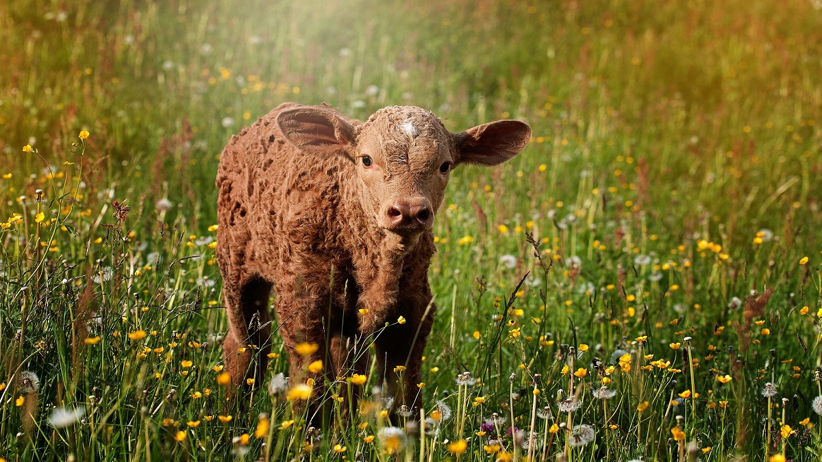 Gene-Edited Calf: शास्त्रज्ञांकडून प्रथमच जीन-संपादित वासराची निर्मिती