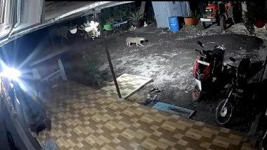 Leopard Attacks Dog In Pune: बिबट्याचा कुत्र्यावर हल्ला, घरातल्यांची धावपळ; पुणे जिल्ह्यातील शिरुर येथील घटना सीसीटीव्हीत कैद (Watch Video)