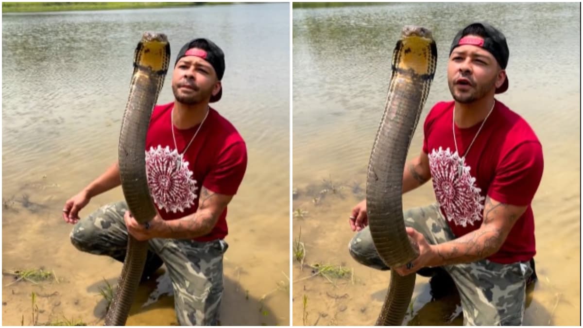 Man Kiss King Cobra: माणसाने घेतले किंग कोब्राचे चुंबन (Watch Video)