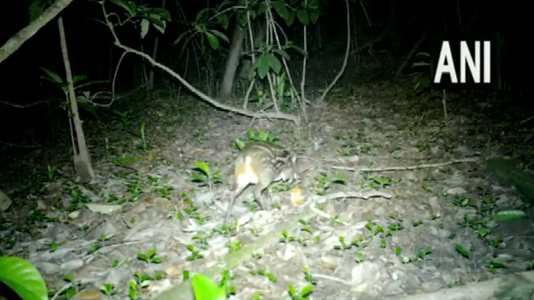 कांगेर व्हॅली नॅशनल पार्कमध्ये दिसला Mouse Deer