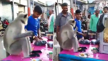 Monkey Eating Panipuri: माकडाने लावली पाणीपुरी खाण्यास हजेरी, व्हिडिओ होतोय व्हायरल,