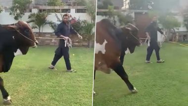 Shahid Afridi: पाकिस्तानी क्रिकेटर शाहिद आफ्रिदने खरेदी केला बैल, ह्या बैलाची किंमत ऐकून तुम्हीही व्हाल थक्क