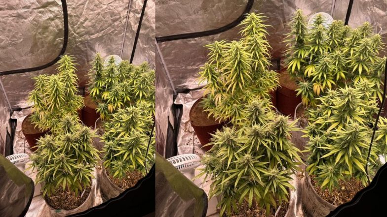 Ganja Cultivation in Rented House: शिवमोग्गा येथे वैद्यकीय विद्यार्थ्याने भाड्याच्या खोलीत सुरु केली गांजाची शेती; पोलिसांकडून तिघांना अटक, गुन्हा दाखल