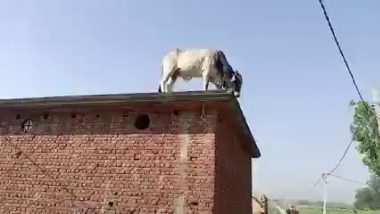 Viral Video: पिलीभीतमध्ये घराच्या छतावर चढला बैल; अथक परिश्रमानंतर खाली उतरवण्यात यश (Watch)
