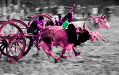 Bullock Cart Race Accident: उधळलेला बैलगाडा धकडून नाशिक येथे एकाचा मृत्यू; वाचा नेमकं काय घडलं?