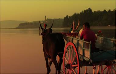 Bullock Cart Race Exciting Video: बैलगाडा शर्यतीदरम्यान बैल आणि गाडा शिरले पाण्यात, थरारक प्रसंग, Viral व्हिडिओ पाहून चुकला अनेकांच्या काळजाचा ठोका