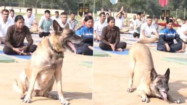 Yoga Day 2023: ITBP श्वान पथकातील कुत्र्याचाही जवानांसोबत उधमपूर मध्ये योगाभ्यास; पहा त्याच्या कसरतींचा क्यूट अंदाज (Watch Video)