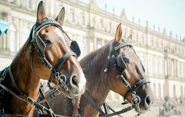 Horse Carriages In Mumbai: घोडागाडी शर्यत प्रकरणी चौघांना अटक, मुंबई पोलिसांची कारवाई