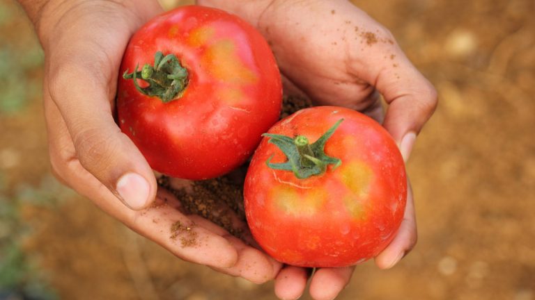 Tomato Price: तुम्ही टोमॅटो खाणे सोडा, त्याचा उतरेल, उत्तर प्रदेशच्या मंत्र्याचे वादग्रस्त वक्तव्य