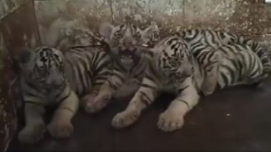छत्तीसगड मध्ये पांढर्‍या वाघिणीने दिला 3 बछड्यांना जन्म; Maitri Bagh Zoo कडून दीड महिन्याने जारी पहिली झलक  (Watch Video)