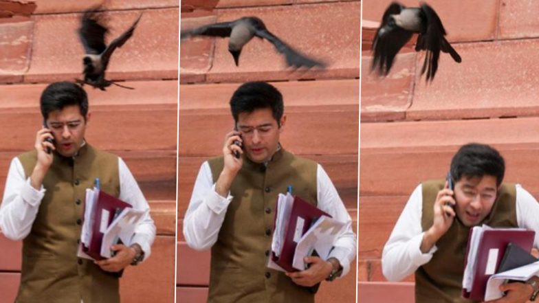 'आप'चे खासदार राघव चड्डा यांच्यावर संसद परिसरात कावळ्याचा हल्ला, भाजपकडून खिल्ली