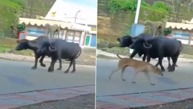 Viral Video: ऐटदार कुत्र्याची कहाणी, म्हैस कुत्र्याला पाठीवर घेवून गावभर फिरते, व्हिडिओ सोशल मीडियावर व्हायरल (Watch Video)