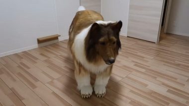 Japanese Man Transforms Into Dog: अजब! तब्बल 11 लाख खर्च करुन जपानी माणूस बनवला 'हे', सर्वांचे होश उडवणारा व्हिडिओ व्हायरल