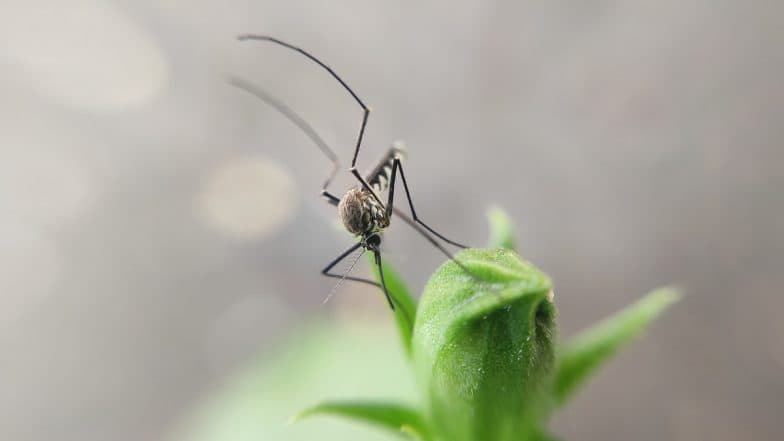 Bihar Dengue: बिहारमध्ये सप्टेंबर महिन्यात डेंग्यूच्या 6,146 रुग्णांची नोंद, गेल्या 5 वर्षांतील सर्वाधिक रुग्णसंख्या