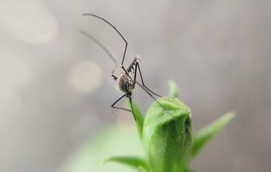 Dengue Symptoms And Treatment: पावसाच्या पाण्यात झपाट्याने वाढतात डेंग्यूचे डास; 'ही' लक्षणे दिसल्यास करा त्वरित तपासणी