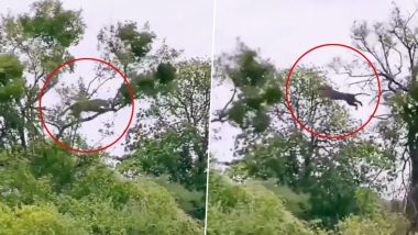 Viral Video: झाडावरून उंच उडी मारून बिबट्याने केली माकडाची शिकार, पाहा व्हिडिओ