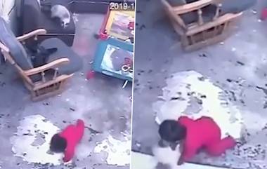 Cat Saves Toddler From Falling Down:  पाळीव मांजराने वेळीच लक्ष दिले आणि वाचवले बाळाचे प्राण, व्हिडिओ सोशल मीडियावर व्हायरल