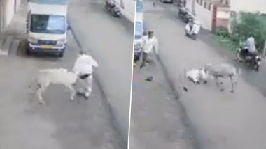 Donkey Attack On Elderly Man In Kolhapur: कोल्हापुरात गाढवाचा वृद्धावर जीवघेणा हल्ला; Watch Video