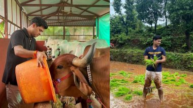 Satara: खासदार Dr Shrikant Shinde आपल्या गावी अनुभवत आहेत 'गावपण'; केली भात लागवड, गाईंना खाऊ घातला चारा (Watch Videos)