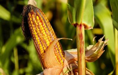 Crop Insurance: पीक विमा भरण्यास मुदतवाढ, शेवटची तारीख घ्या जाणून