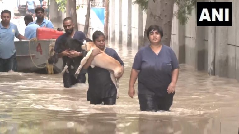 NGO Rescued Stray Dogs: दिल्ली येथे एनजीओने पूरग्रस्त भागातील भटक्या कुत्र्यांची सुटका केली (Watch Video)