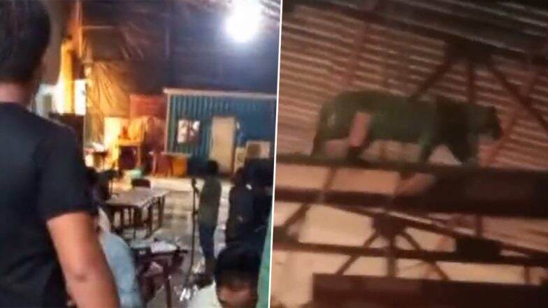 Leopard in Goregaon Film City: गोरेगाव फिल्मसिटी मध्ये मराठी मालिकेच्या सेट वर बछड्यासह बिबट्या घुसला (Watch Video)