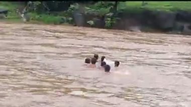 Palghar: नदीवर पूल नसल्याने पालघर मध्ये गर्भवतीला पुराच्या पाण्यातून जाण्याची नामुश्की (Watch Video)