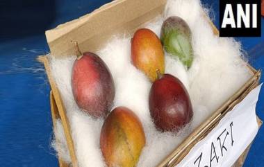 भारतीय शेतीत पिकतोय World's Expensive Mango, किंमत घ्या जाणून