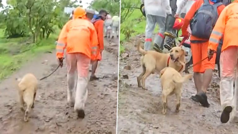 Irshalwadi Landslide: रायगड मधील इर्शाळवाडी परिसरात NDRF च्या मदतीला श्वानपथक; पहा बचावकार्याची ताजी दृष्य (Watch Video)