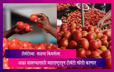 Tomato Price: केंद्र टोमॅटोच्या वाढत्या किंमतीला आळा घालण्यासाठी महाराष्ट्रातून टोमॅटो खरेदी करणार, जाणून घ्या अधिक माहिती