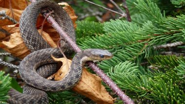 Demansia cyanochasma: ऑस्ट्रेलियात सापडली विषारी सापाची नवी प्रजाती, नाव घ्या जाणून
