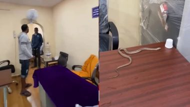 Snake Video: व्यक्तीने घरात घुसलेल्या सापाला पकडून GHMC वॉर्ड कार्यालयात सोडले; अधिकाऱ्यांच्या उदासीन वृत्तीला कंटाळून उचलले पाऊल (Watch)