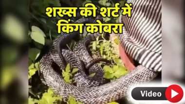 Cobra Snake Inside Man's Shirt: झाडाखाली झोपलेल्या व्यक्तीच्या शर्टमध्ये शिरला भलामोठा साप, जाणून घ्या काय घडले पुढे (Watch Video)