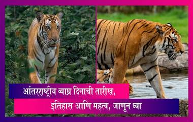 International Tiger Day 2023: आंतरराष्ट्रीय व्याघ्र दिनाची तारीख, इतिहास आणि महत्व